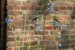 Salvia uliginosa bestellen